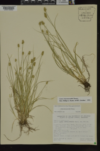 Carex leavenworthii image