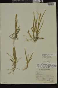 Carex microdonta image