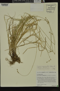 Carex normalis image