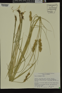 Carex oklahomensis image