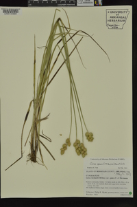 Carex opaca image