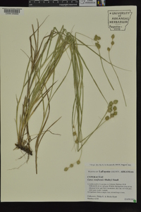 Carex reniformis image