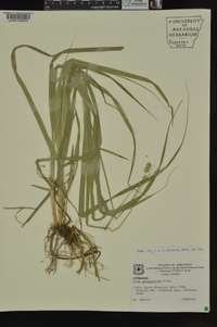 Carex sparganioides image