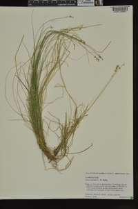 Carex texensis image