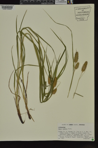 Carex typhina image