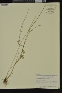 Cyperus acuminatus image