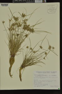 Cyperus flavescens image