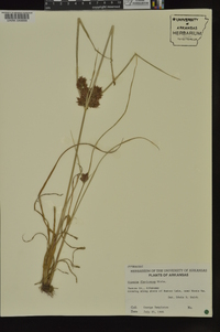 Cyperus flavicomus image