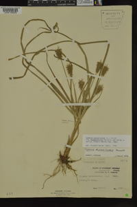 Cyperus retrofractus image