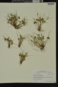 Cyperus squarrosus image