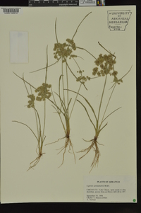 Cyperus surinamensis image