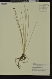 Eleocharis compressa image