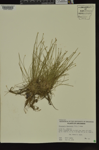 Eleocharis flavescens image