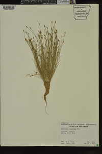 Eleocharis lanceolata image