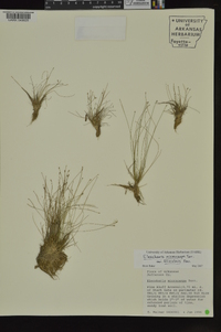 Eleocharis microcarpa image