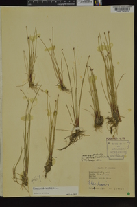 Eleocharis wolfii image