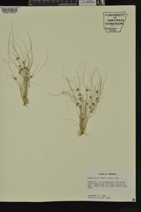 Fimbristylis vahlii image