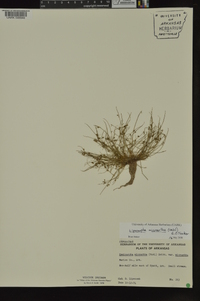 Cyperus subsquarrosus image