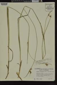 Scleria triglomerata image