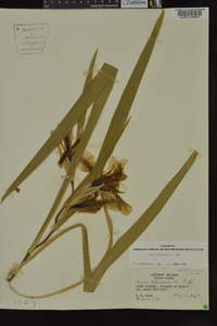 Iris brevicaulis image