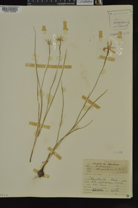 Nemastylis nuttallii image