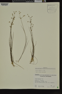 Juncus debilis image