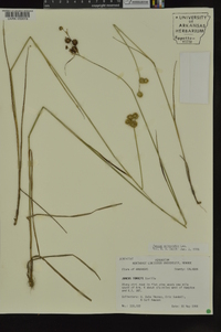 Juncus scirpoides image