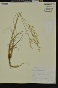 Juncus secundus image