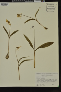 Erythronium albidum image