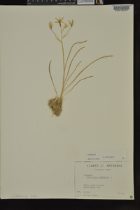 Ornithogalum umbellatum image