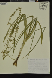 Stenanthium gramineum image