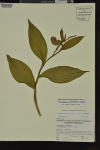 Cypripedium parviflorum var. pubescens image