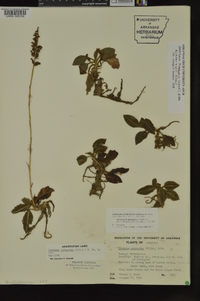 Goodyera pubescens image