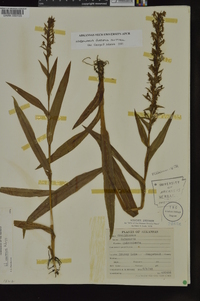 Habenaria repens image