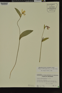 Pogonia ophioglossoides image