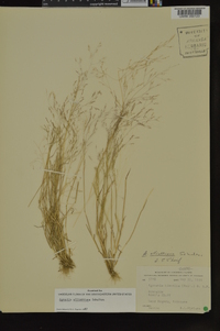 Agrostis elliottiana image