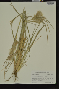 Andropogon glomeratus image