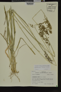 Anthenantia texana image
