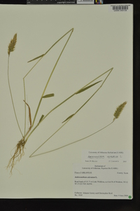 Anthoxanthum odoratum image