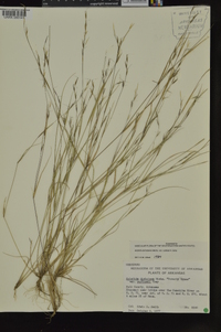 Aristida dichotoma image