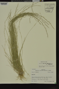 Aristida longespica var. longespica image