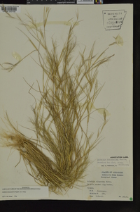 Aristida ramosissima image