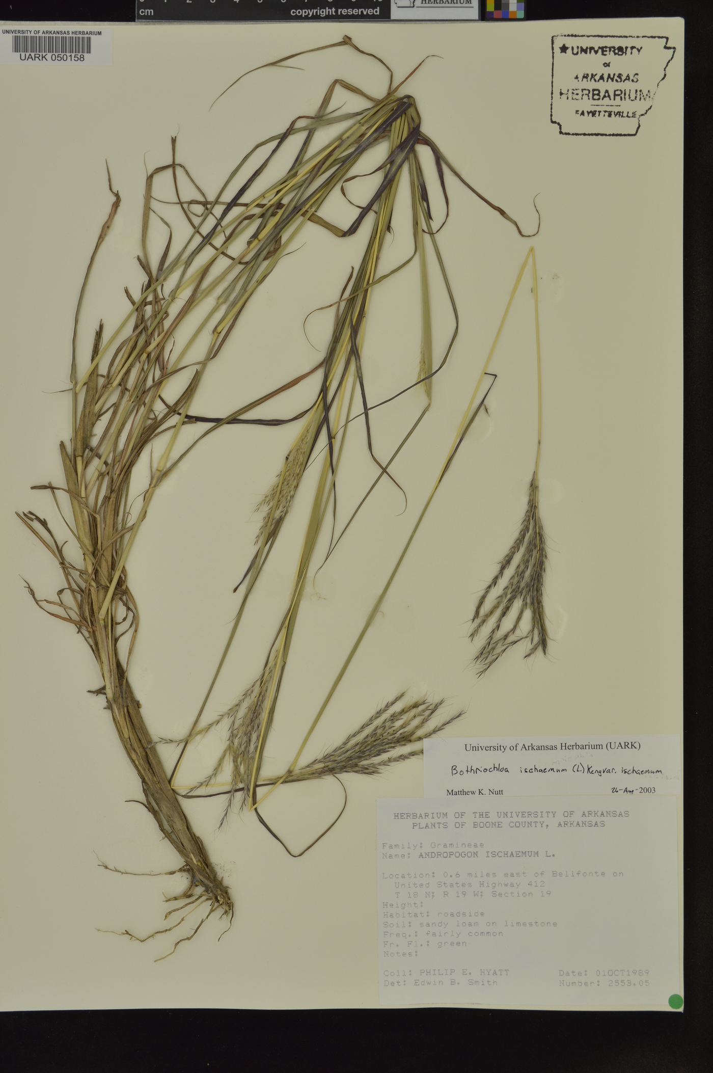 Bothriochloa ischaemum var. ischaemum image