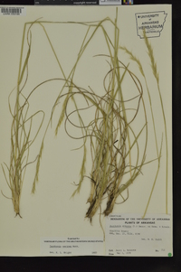 Danthonia sericea image