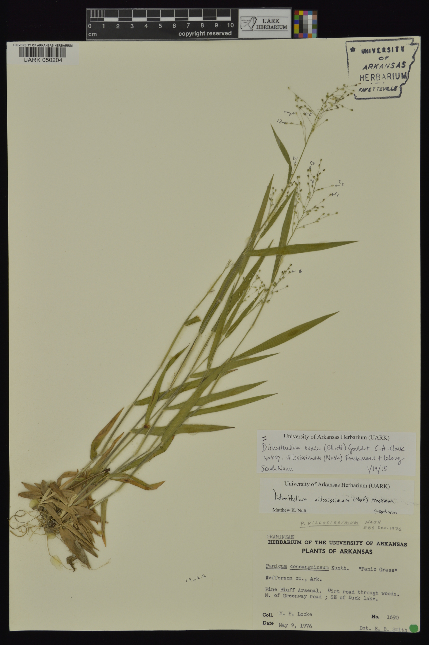 Dichanthelium ovale subsp. villosissimum image
