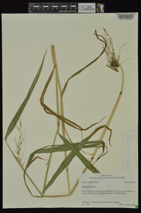 Elymus hystrix image