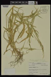 Eriochloa acuminata image