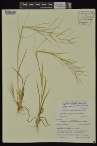 Leptochloa panicea image