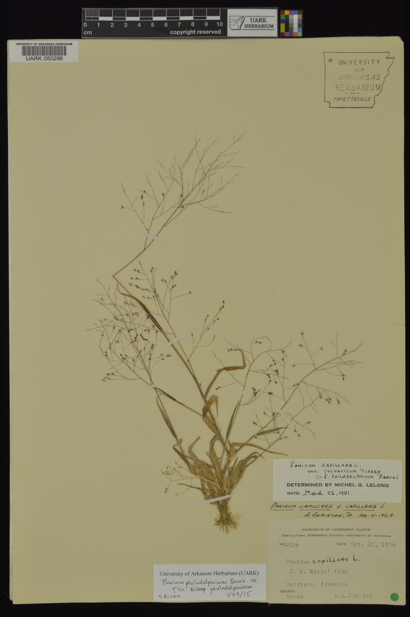 Panicum philadelphicum subsp. philadelphicum image
