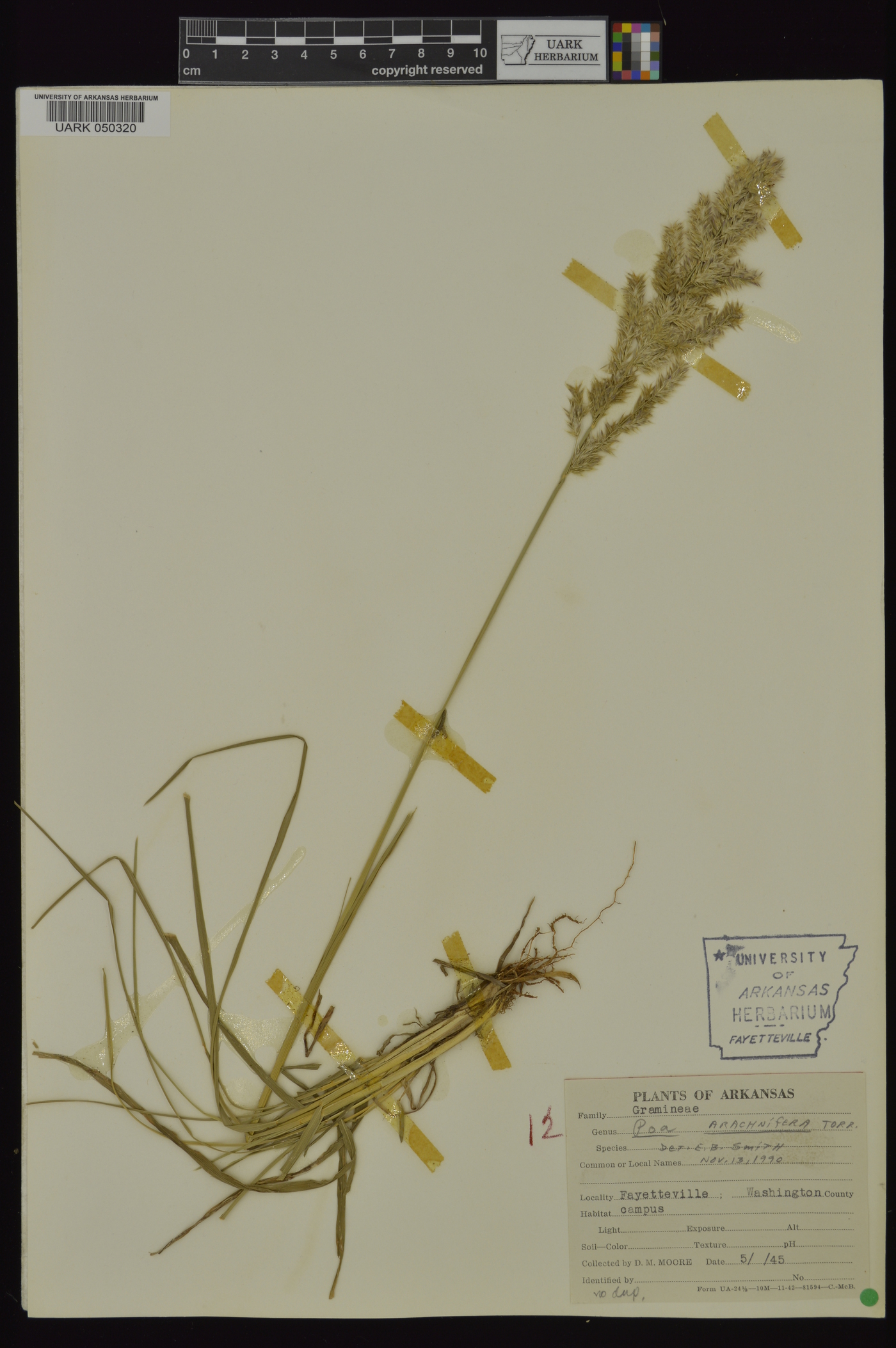 Poa arachnifera image